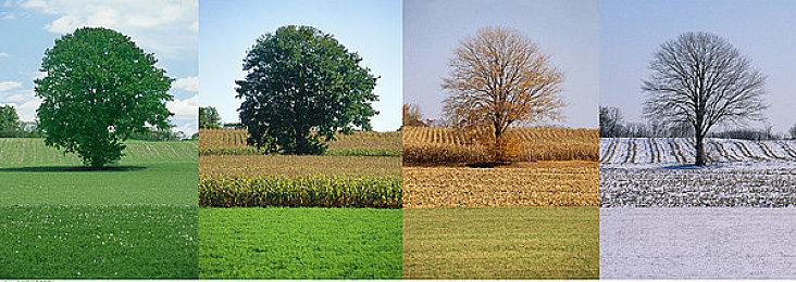 《如龙8》新视频展示美国夏威夷巨大乌贼BOSS